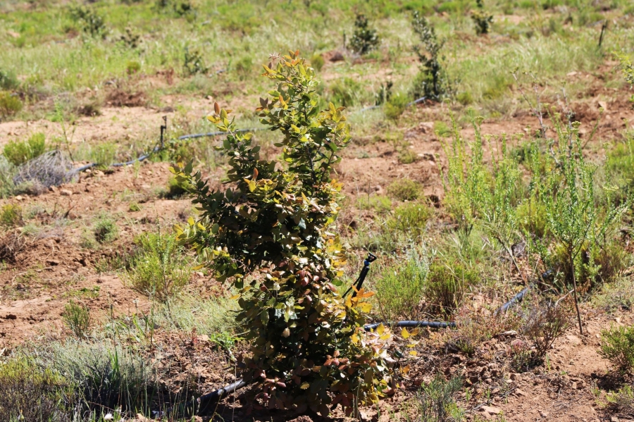 0 Bedroom Property for Sale in Uniondale Rural Western Cape